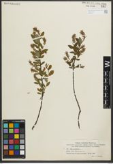Foto von Salix myrtilloides L.
